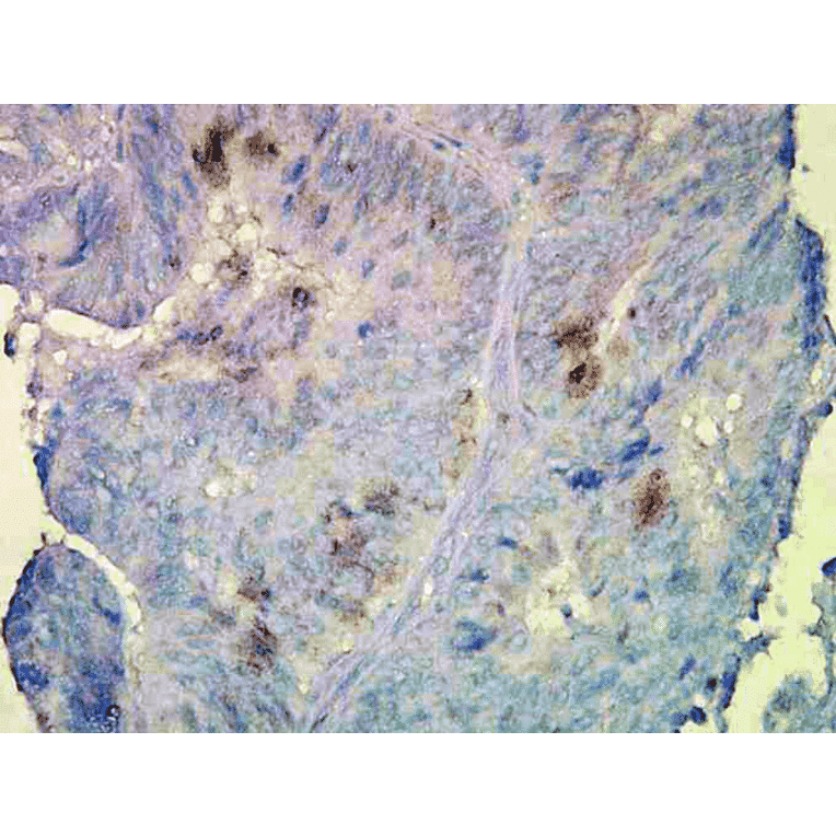 Immunohistochemistry - Anti-HSP90 beta Antibody [Hyb-K3701] (A304736) - Antibodies.com