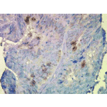 Immunohistochemistry - Anti-HSP90 beta Antibody [Hyb-K3701] (A304736) - Antibodies.com