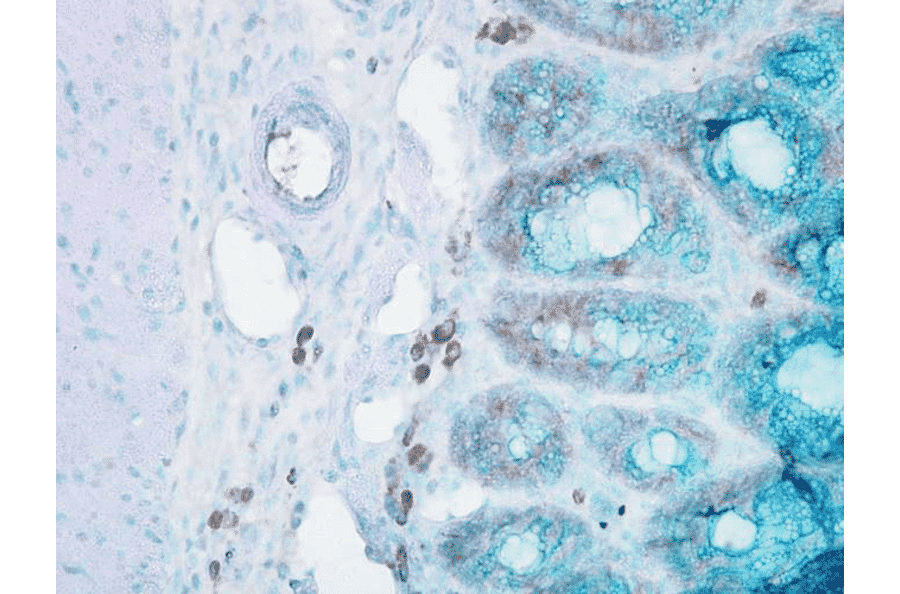 Immunohistochemistry - Anti-HSP90 beta Antibody [Hyb-K3701] (A304736) - Antibodies.com