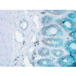 Immunohistochemistry - Anti-HSP90 beta Antibody [Hyb-K3701] (A304736) - Antibodies.com