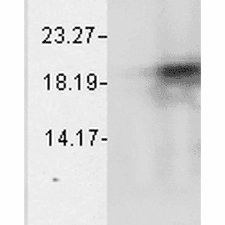 Western Blot - Anti-alpha B Crystallin Antibody [1A7.D5] (A304737) - Antibodies.com