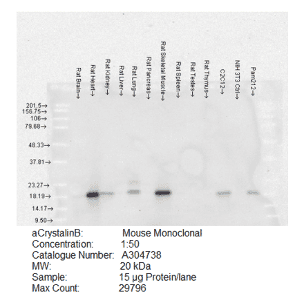 Western Blot - Anti-alpha B Crystallin Antibody [3A10.C9] (A304738) - Antibodies.com