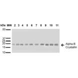 Western Blot - Anti-alpha B Crystallin Antibody (A304739) - Antibodies.com