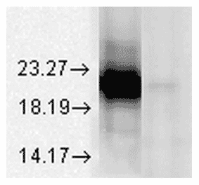 Western Blot - Anti-alpha A Crystallin Antibody [1H3.B8] (A304740) - Antibodies.com