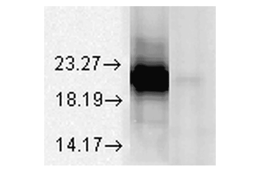 Western Blot - Anti-alpha A Crystallin Antibody [1H3.B8] (A304740) - Antibodies.com