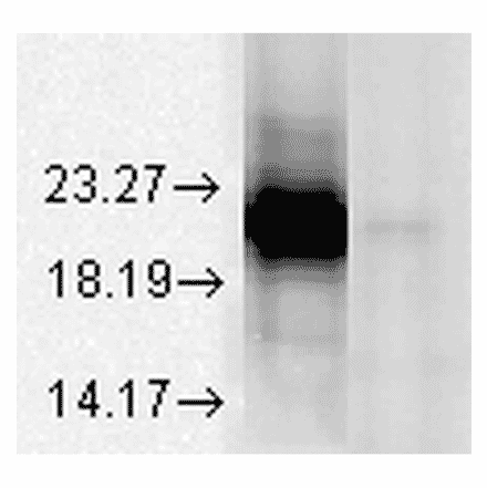 Western Blot - Anti-alpha A Crystallin Antibody [1H3.B8] (A304740) - Antibodies.com