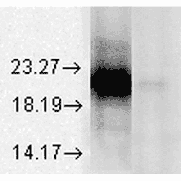 Western Blot - Anti-alpha A Crystallin Antibody [1H3.B8] (A304740) - Antibodies.com