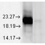 Western Blot - Anti-alpha A Crystallin Antibody [1H3.B8] (A304740) - Antibodies.com