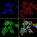 Immunocytochemistry/Immunofluorescence - Anti-alpha A Crystallin Antibody [1H3.B8] (A304740) - Antibodies.com