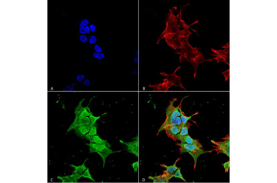 Immunocytochemistry/Immunofluorescence - Anti-Ankyrin erythroid / ANK Antibody [S388A-10] (A304741) - Antibodies.com