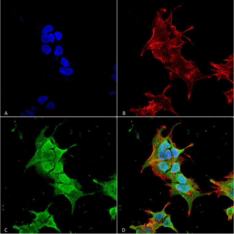 Immunocytochemistry/Immunofluorescence - Anti-Ankyrin erythroid / ANK Antibody [S388A-10] (A304741) - Antibodies.com