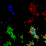 Immunocytochemistry/Immunofluorescence - Anti-Ankyrin erythroid / ANK Antibody [S388A-10] (A304741) - Antibodies.com