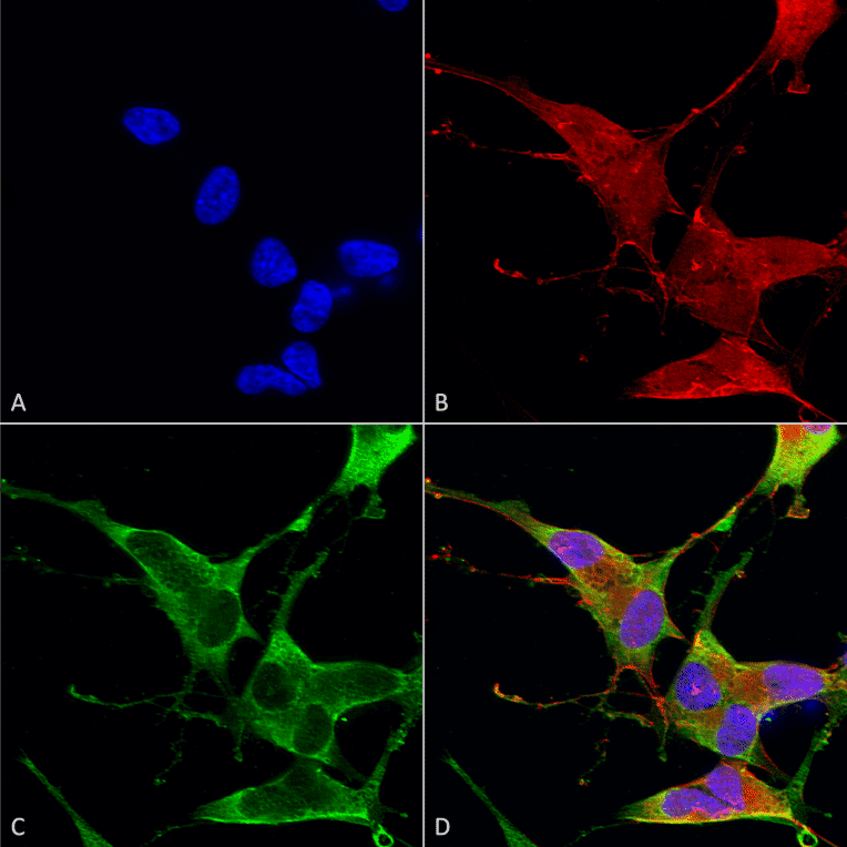 Immunocytochemistry/Immunofluorescence - Anti-Ankyrin erythroid / ANK Antibody [S388A-10] (A304741) - Antibodies.com