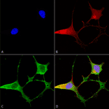 Immunocytochemistry/Immunofluorescence - Anti-Ankyrin B Antibody [S105-13] (A304742) - Antibodies.com