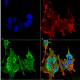 Immunocytochemistry/Immunofluorescence - Anti-Ankyrin B Antibody [S105-13] (A304742) - Antibodies.com