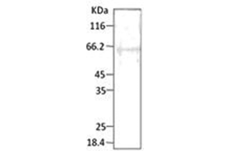 Western Blot - Anti-HSP40 Antibody (A304743) - Antibodies.com