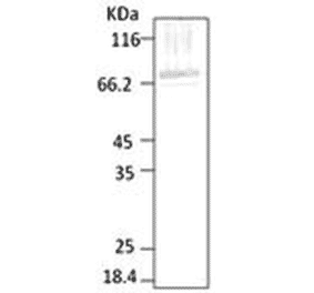 Western Blot - Anti-HSP70 Antibody (A304744) - Antibodies.com