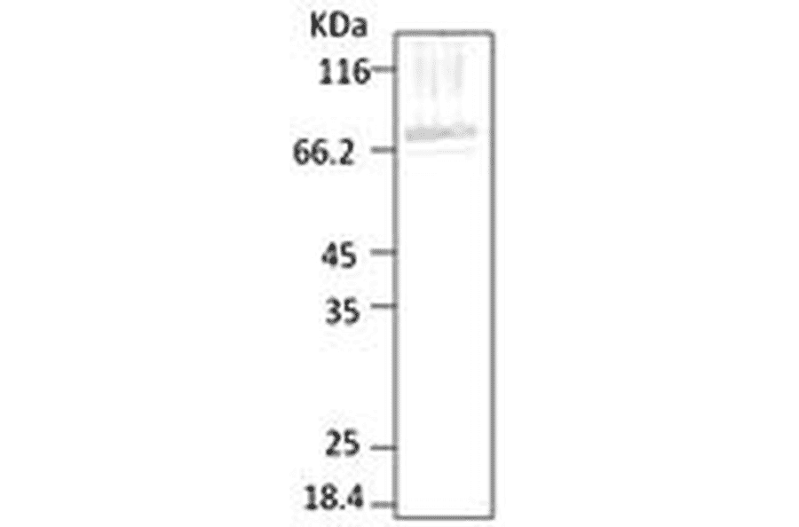 Western Blot - Anti-HSP70 Antibody (A304744) - Antibodies.com