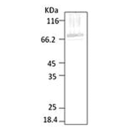 Western Blot - Anti-HSP70 Antibody (A304744) - Antibodies.com