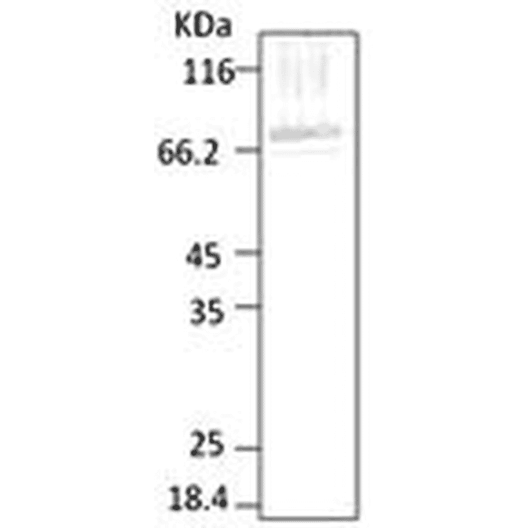 Western Blot - Anti-HSP70 Antibody (A304744) - Antibodies.com