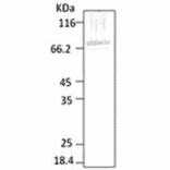 Western Blot - Anti-HSP70 Antibody (A304744) - Antibodies.com