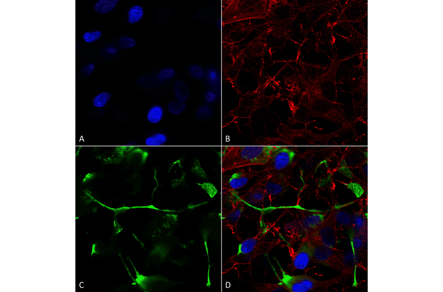 Immunocytochemistry/Immunofluorescence - Anti-ATF4 Antibody [S360A-24] (A304745) - Antibodies.com