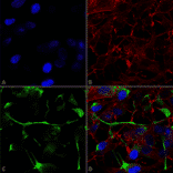 Immunocytochemistry/Immunofluorescence - Anti-ATF4 Antibody [S360A-24] (A304745) - Antibodies.com