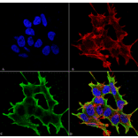 Immunocytochemistry/Immunofluorescence - Anti-ATF4 Antibody [S360A-24] (A304745) - Antibodies.com