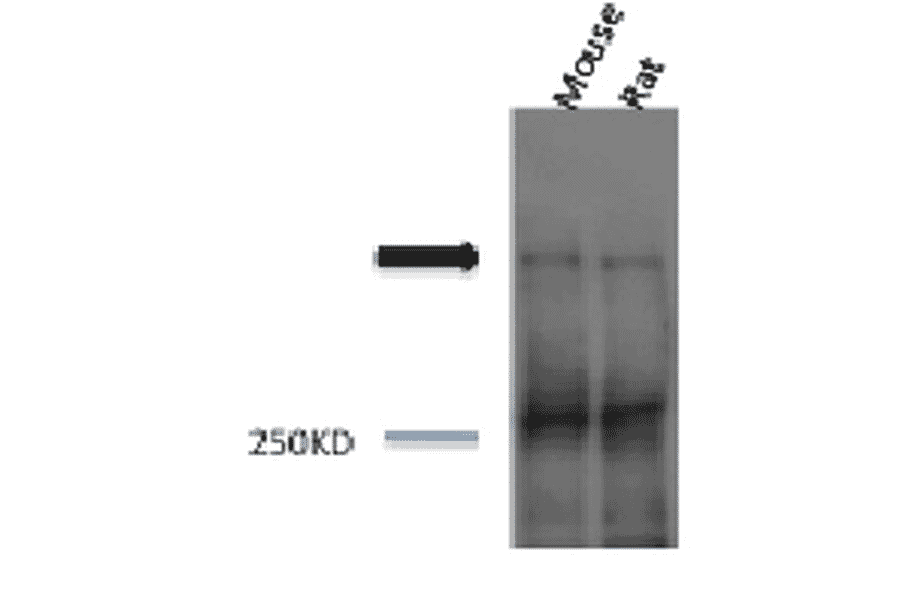 Western Blot - Anti-Piccolo Antibody (A304746) - Antibodies.com
