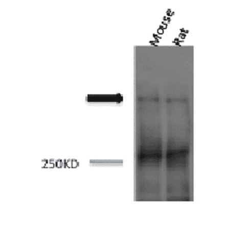 Western Blot - Anti-Piccolo Antibody (A304746) - Antibodies.com