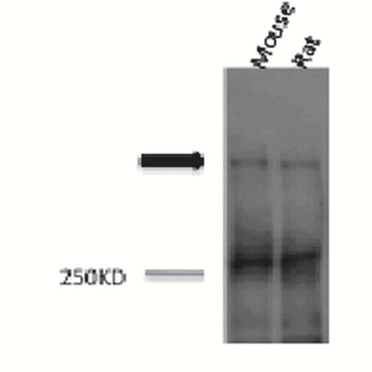 Western Blot - Anti-Piccolo Antibody (A304746) - Antibodies.com