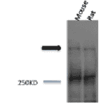 Western Blot - Anti-Piccolo Antibody (A304746) - Antibodies.com