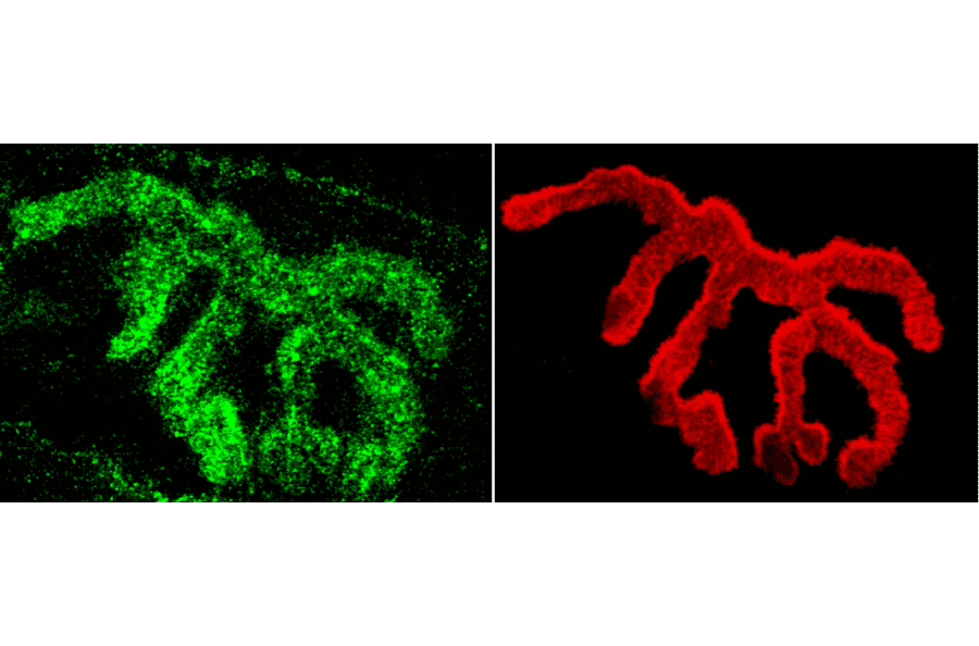 Immunohistochemistry - Anti-Piccolo Antibody (A304746) - Antibodies.com