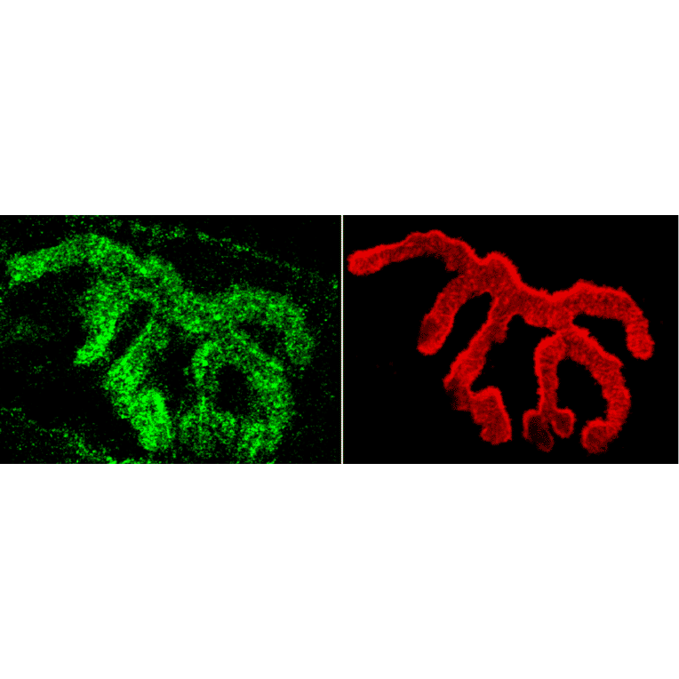 Immunohistochemistry - Anti-Piccolo Antibody (A304746) - Antibodies.com
