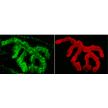 Immunohistochemistry - Anti-Piccolo Antibody (A304746) - Antibodies.com