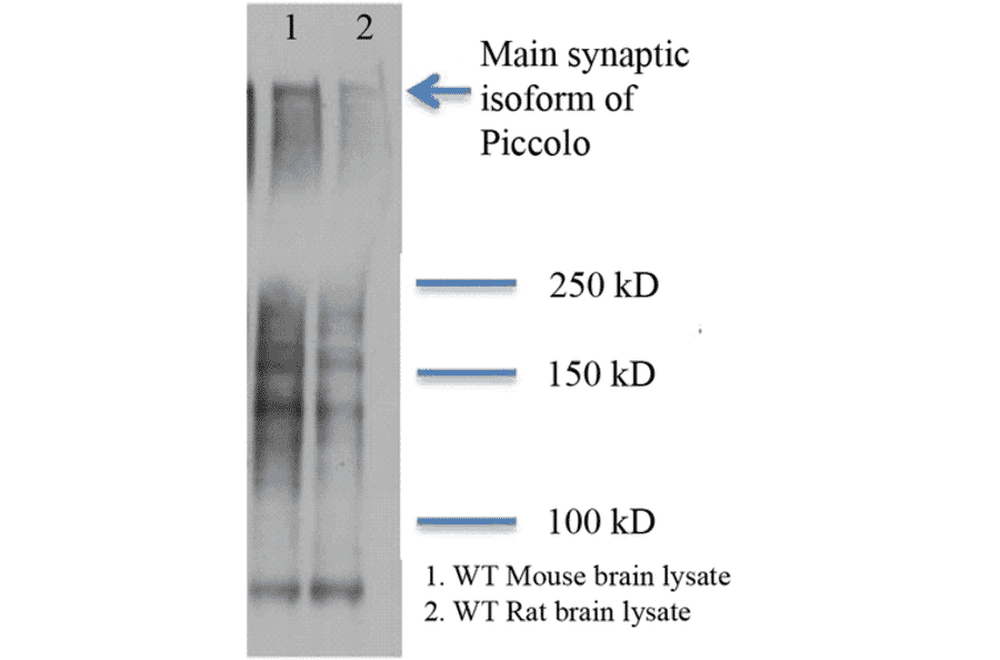 Western Blot - Anti-Piccolo Antibody [6H9-B6] (A304747) - Antibodies.com