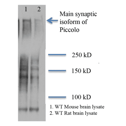 Western Blot - Anti-Piccolo Antibody [6H9-B6] (A304747) - Antibodies.com