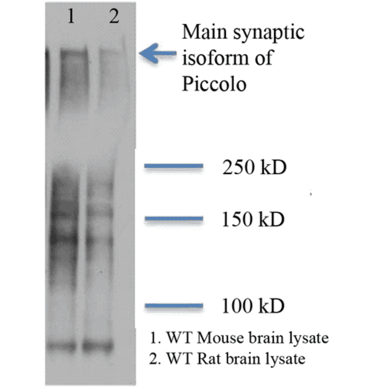 Western Blot - Anti-Piccolo Antibody [6H9-B6] (A304747) - Antibodies.com