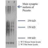 Western Blot - Anti-Piccolo Antibody [6H9-B6] (A304747) - Antibodies.com