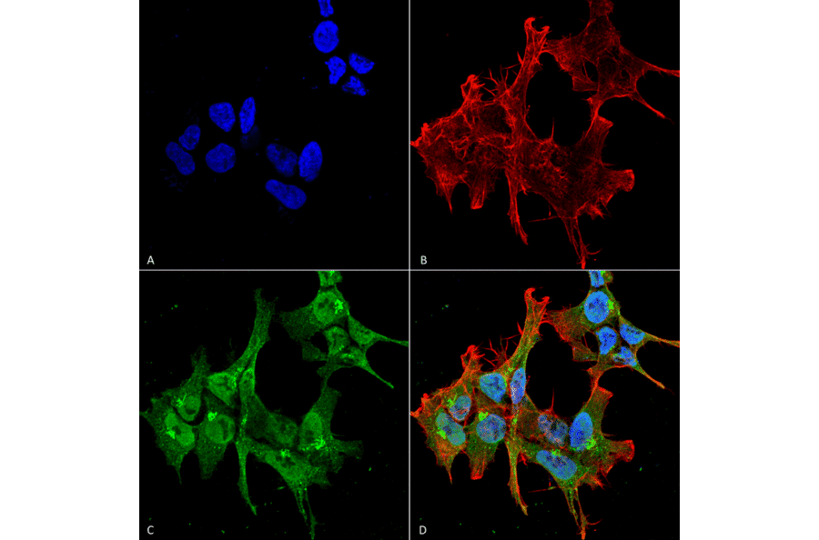 Immunocytochemistry/Immunofluorescence - Anti-Piccolo Antibody [6H9-B6] (A304747) - Antibodies.com