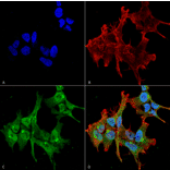 Immunocytochemistry/Immunofluorescence - Anti-Piccolo Antibody [6H9-B6] (A304747) - Antibodies.com