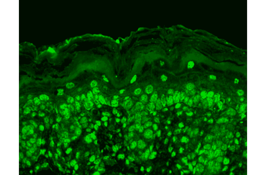 Immunohistochemistry - Anti-CACNB2 Antibody [N8b/1] (A304748) - Antibodies.com
