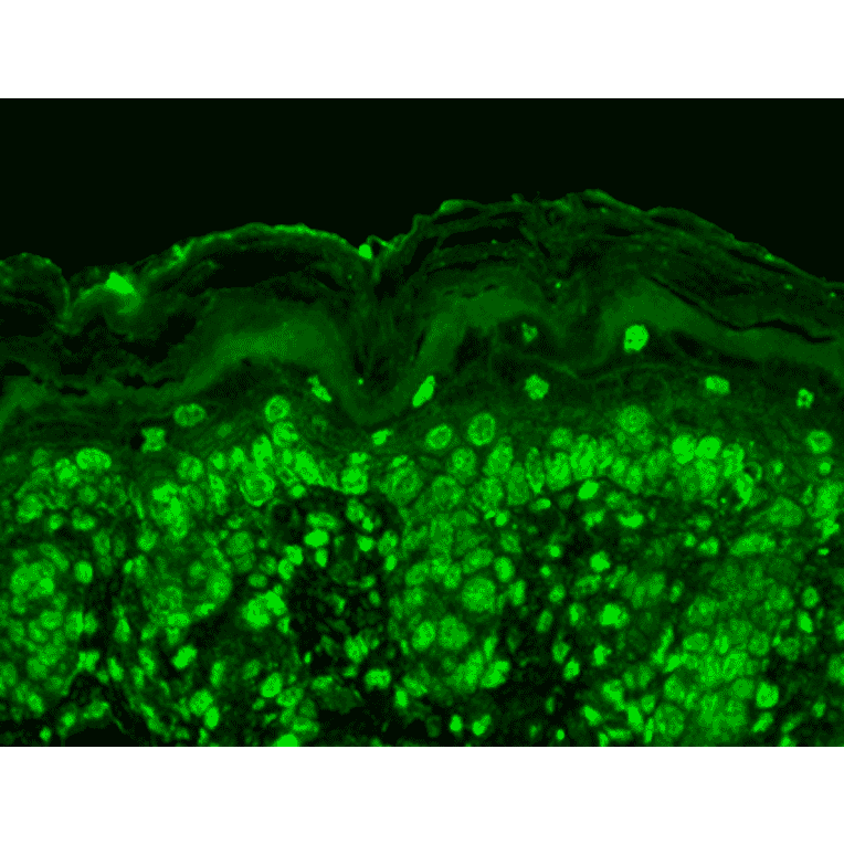 Immunohistochemistry - Anti-CACNB2 Antibody [N8b/1] (A304748) - Antibodies.com