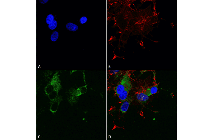 Immunocytochemistry/Immunofluorescence - Anti-Cav1.3 Antibody [S48] (A304749) - Antibodies.com