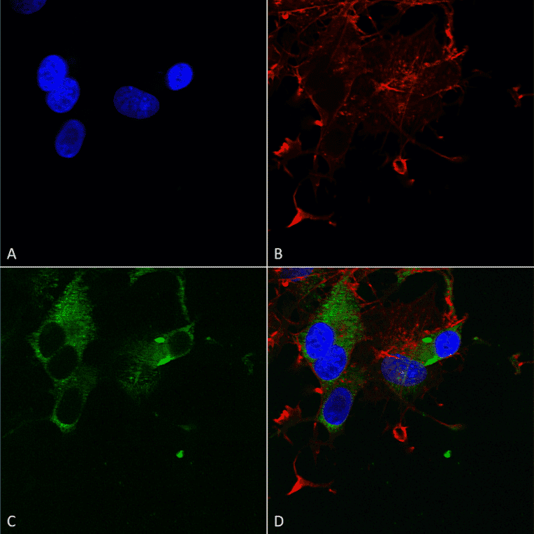 Immunocytochemistry/Immunofluorescence - Anti-Cav1.3 Antibody [S48] (A304749) - Antibodies.com
