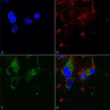 Immunocytochemistry/Immunofluorescence - Anti-Cav1.3 Antibody [S48] (A304749) - Antibodies.com