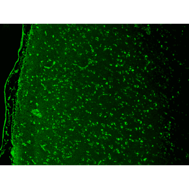 Immunohistochemistry - Anti-Cav1.3 Antibody [S48] (A304749) - Antibodies.com