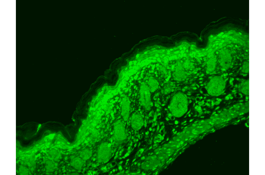Immunohistochemistry - Anti-Cav1.3 Antibody [S48] (A304749) - Antibodies.com