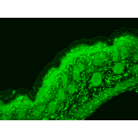 Immunohistochemistry - Anti-Cav1.3 Antibody [S48] (A304749) - Antibodies.com