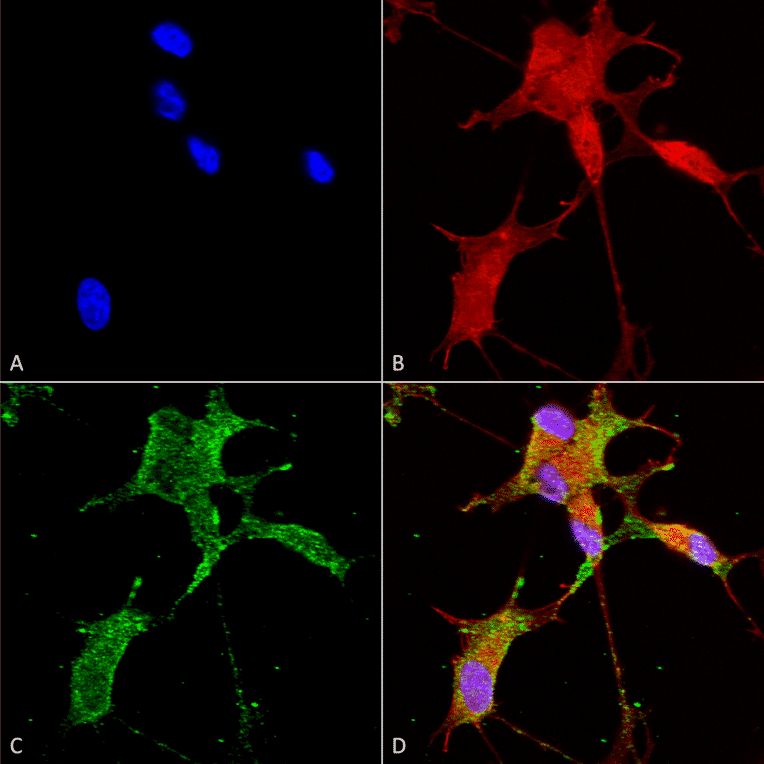 Immunocytochemistry/Immunofluorescence - Anti-CACNA1H Antibody [N55/10] (A304750) - Antibodies.com